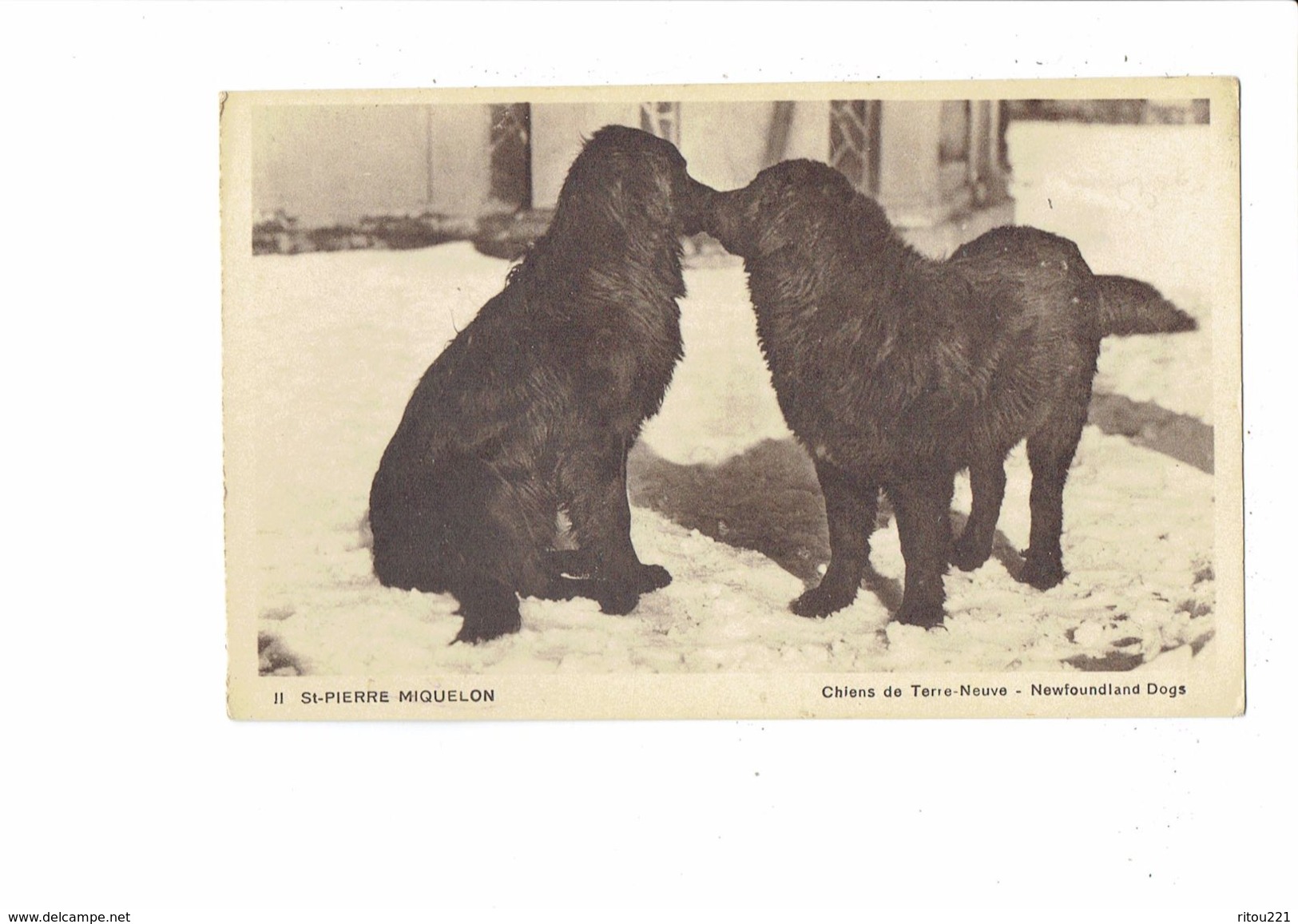 Cpa - St-Pierre Et Miquelon - Chiens De Terre-Neuve - Newfoundland Dogs. LEON BRIAND Edit Photographe - CHIEN - Saint-Pierre-et-Miquelon