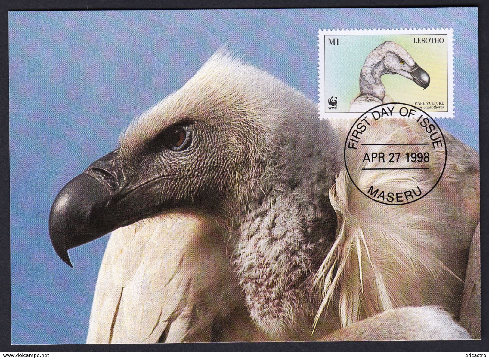 LESOTHO 1998 MAXIMUM CARD CAPE VULTURE BIRDS OF PREY - Adler & Greifvögel