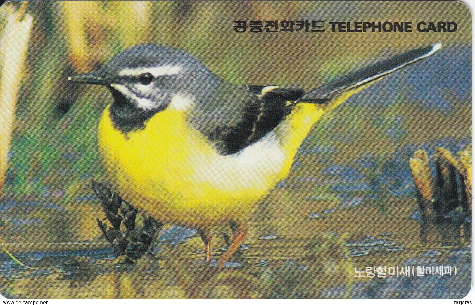 TARJETA DE COREA DE UNA LAVANDERA (BIRD-PAJARO) - Otros & Sin Clasificación