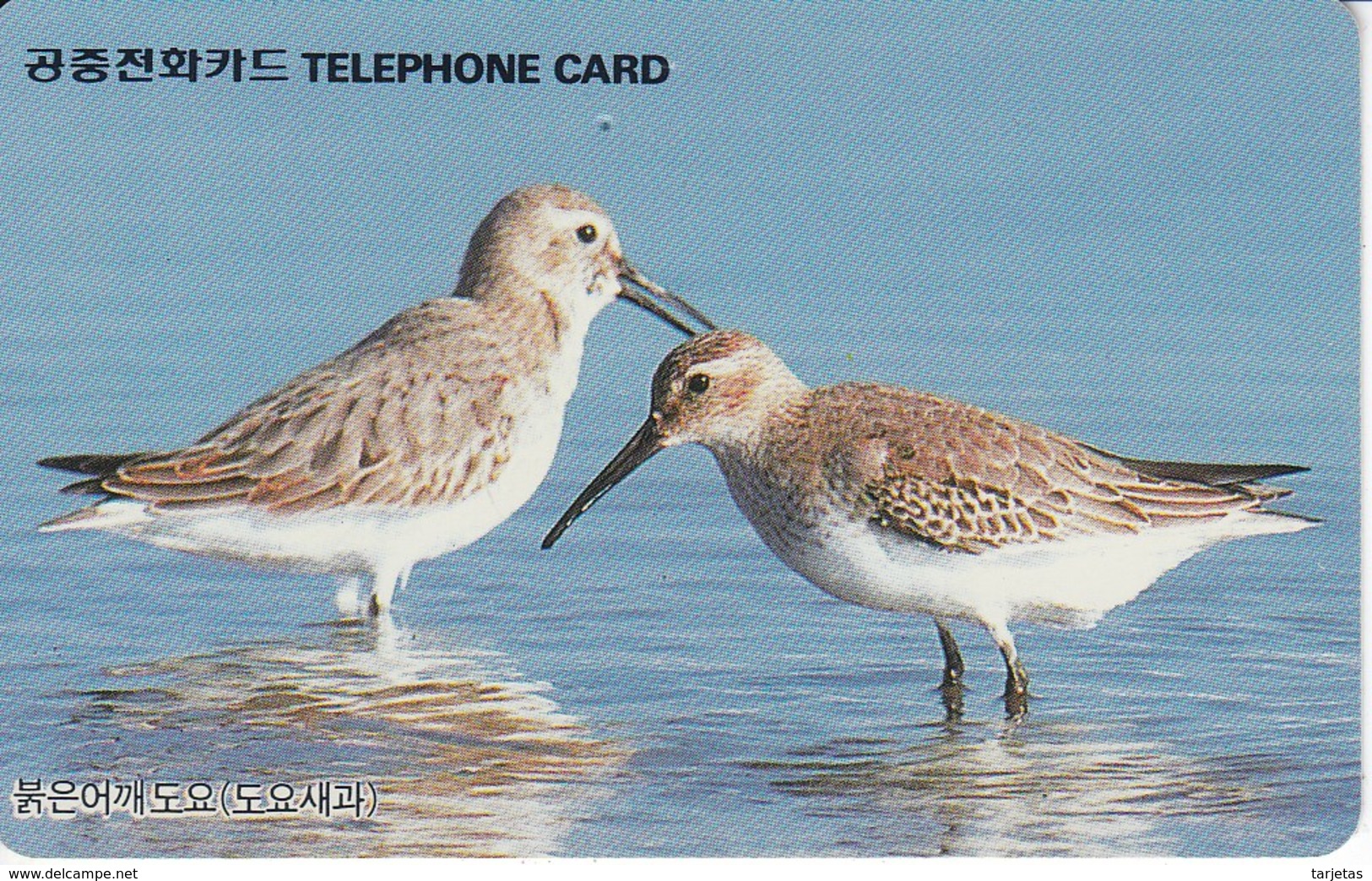 TARJETA DE COREA DE UN CORRELIMOS (BIRD-PAJARO) - Otros & Sin Clasificación