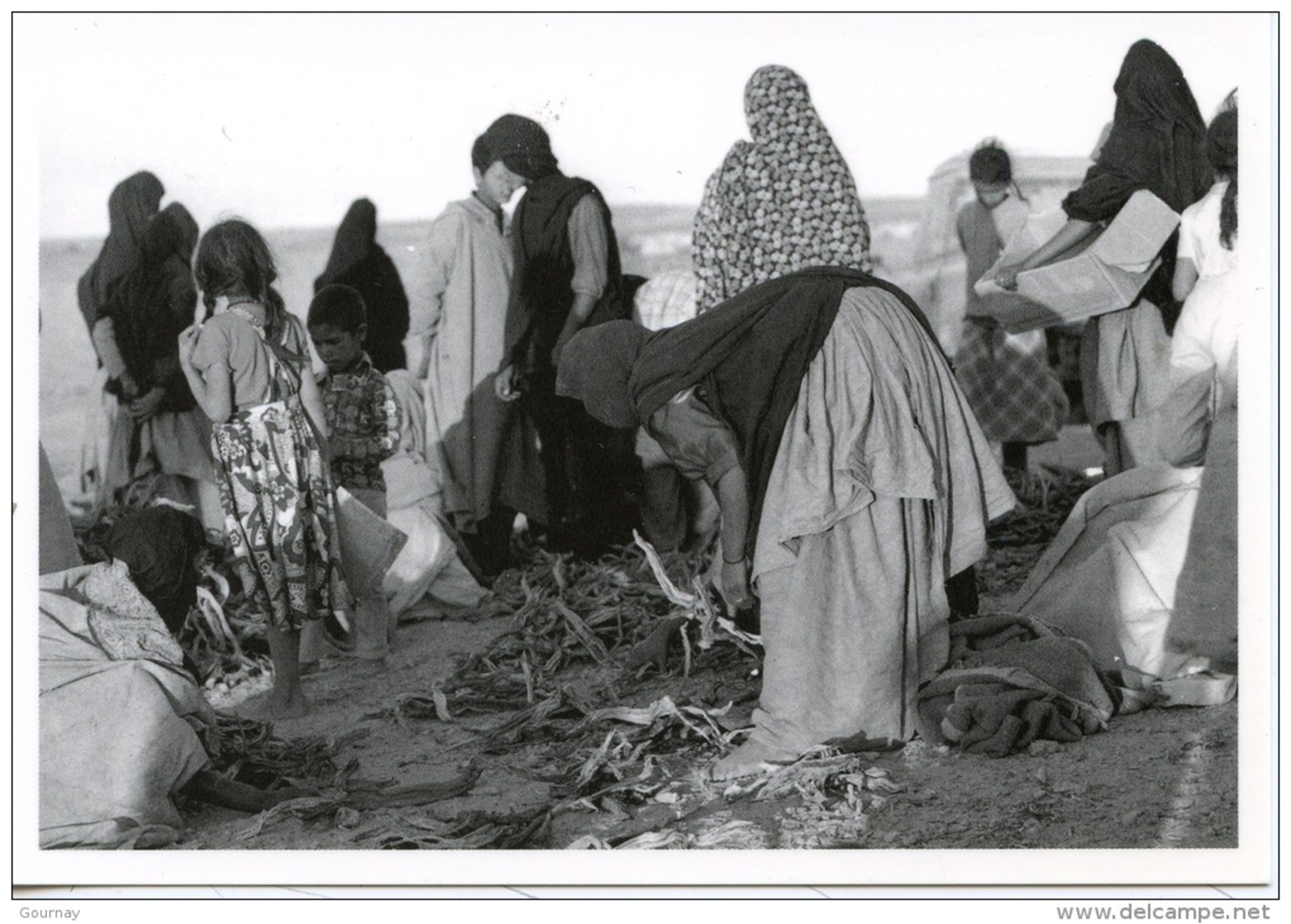 Sahara Occidental : 1779/12 Camp Réfugiés Corvée De Bois Mai 76  (J'réfia Sahraouis Gonfreville 76) Photo Bloncourt - Western Sahara