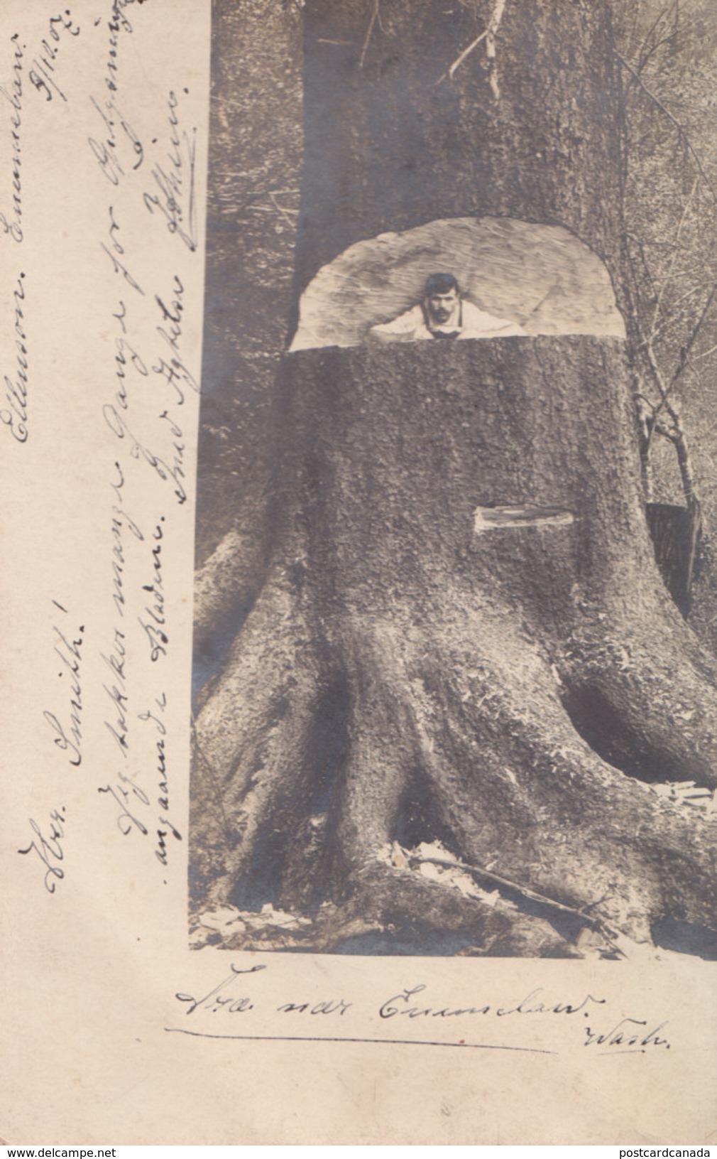 RPPC REAL PHOTO POSTCARD MAN IN TREE TRUNK 1907 - Other & Unclassified