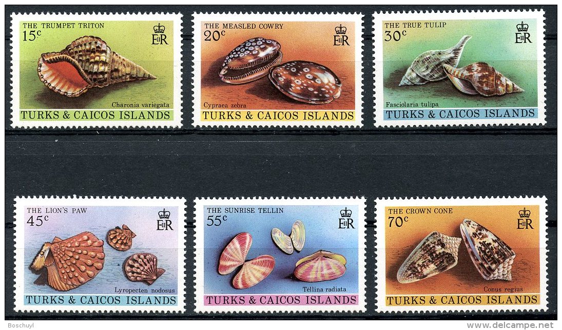 Turks And Caicos Islands, 1980, Shells, Molusses, MNH, Michel 490-495 - Turks & Caicos (I. Turques Et Caïques)