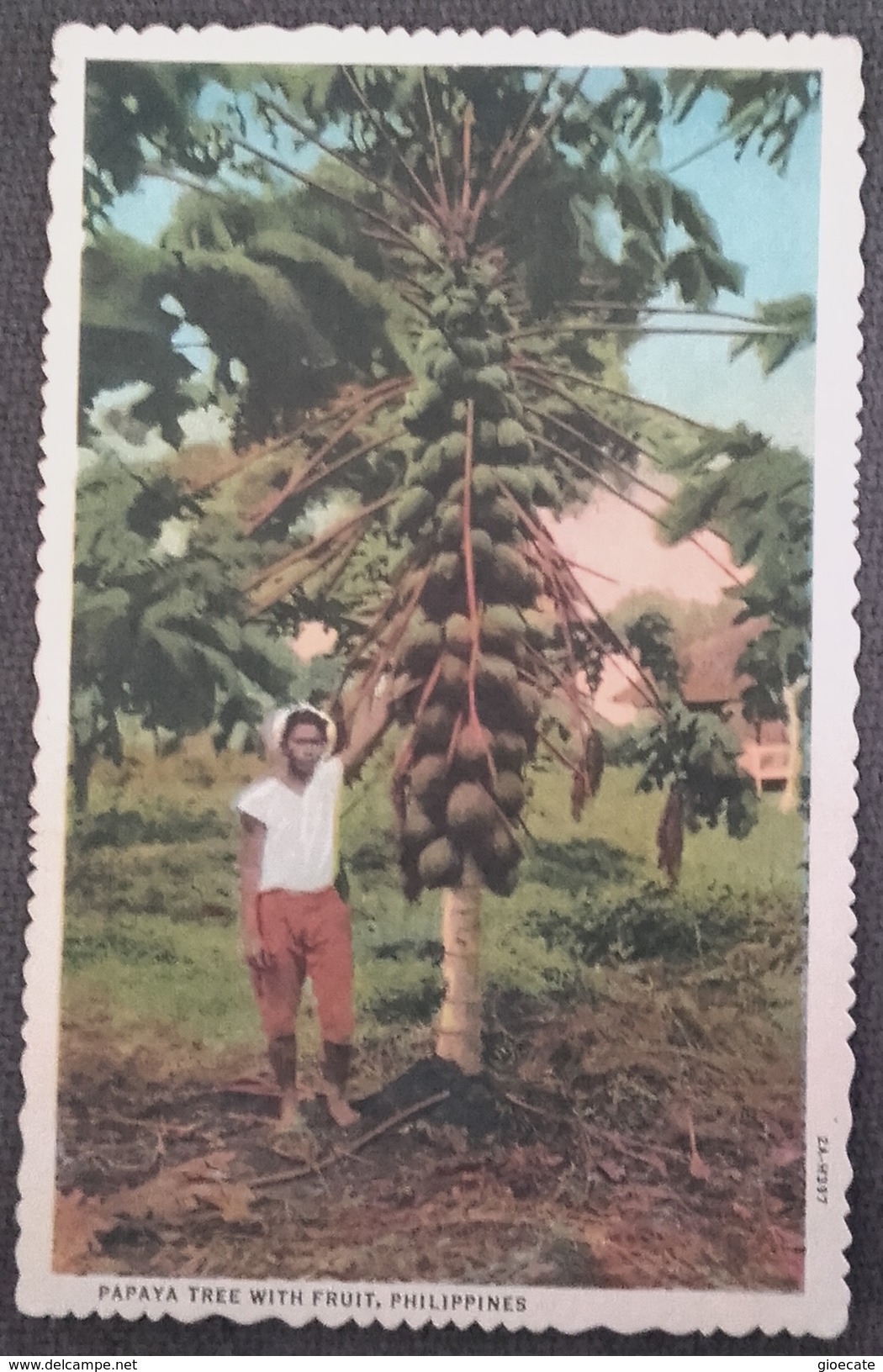 PAPAYA - TREE WITH FRUIT (PHILIPPINES) - 2A - H397  - VIAGGIATA ANNI '60 - FINITURA OPACA - FORMATO PICCOLO - (1680) - Filippine