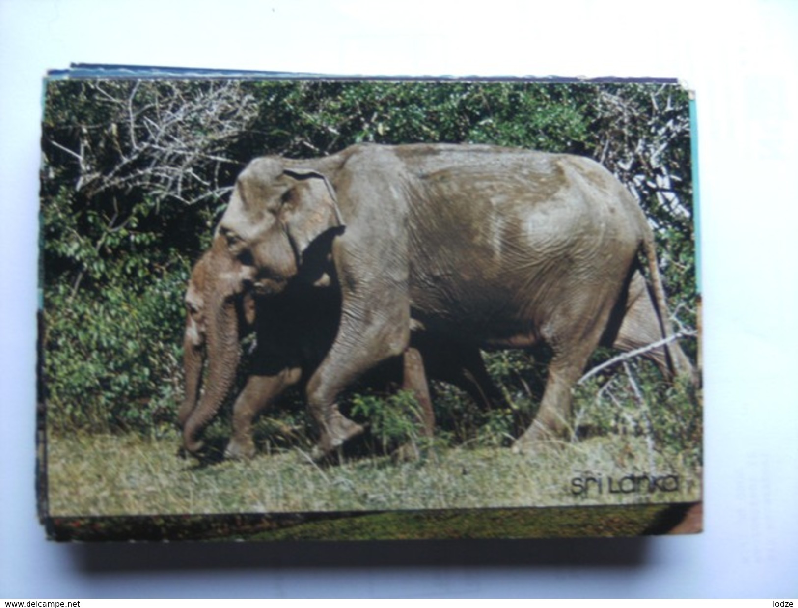 Sri Lanka Yala Park With Wild Elephants - Sri Lanka (Ceylon)