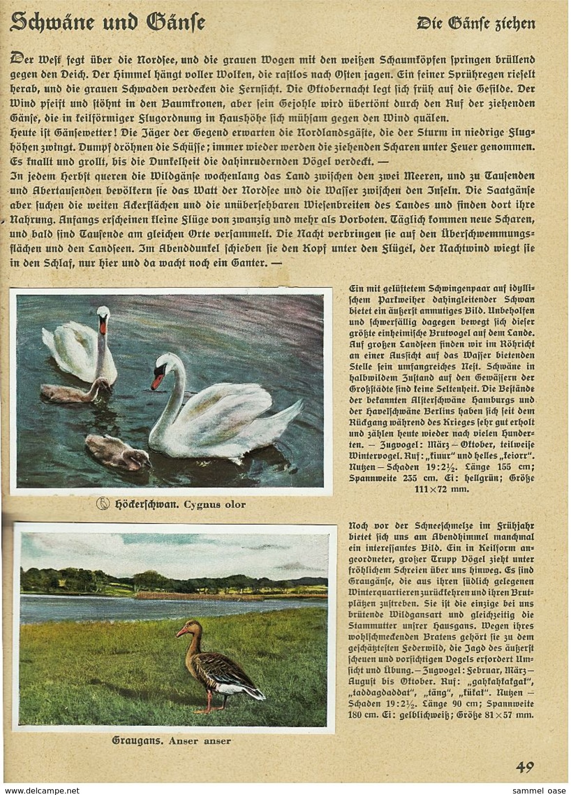 Sammelbilder-Album 1936 - Aus Deutschlands Vogelwelt  -  Altona Bahrenfeld  -  Fast Komplett - Sammelbilderalben & Katalogue