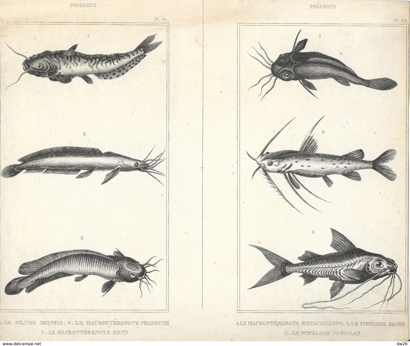 4 Planches Zoologiques: Poissons (pl. 37,38,87,88): Silure, Cobie, Pimélode... - Altri Disegni