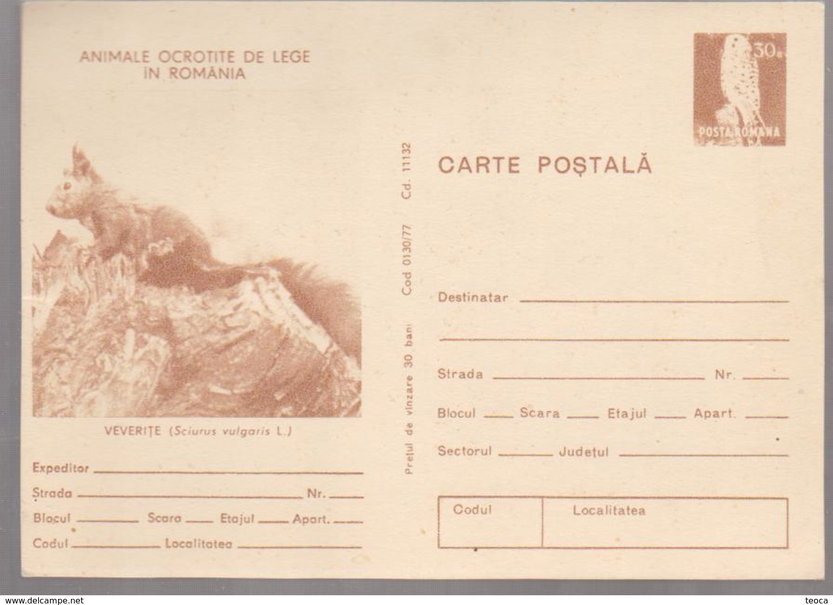 POST CARD ROUMANIE 1977 SQUIRREL ANIMALS PROTECTED By LAW IN ROMANIA - Enteros Postales