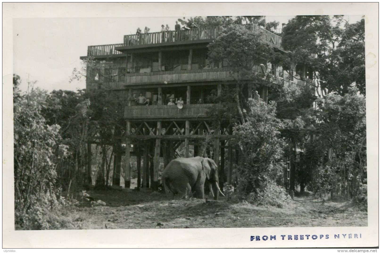 KENYA -  From Treetops Nyeri - RPPC With Elephant Etc - Kenia