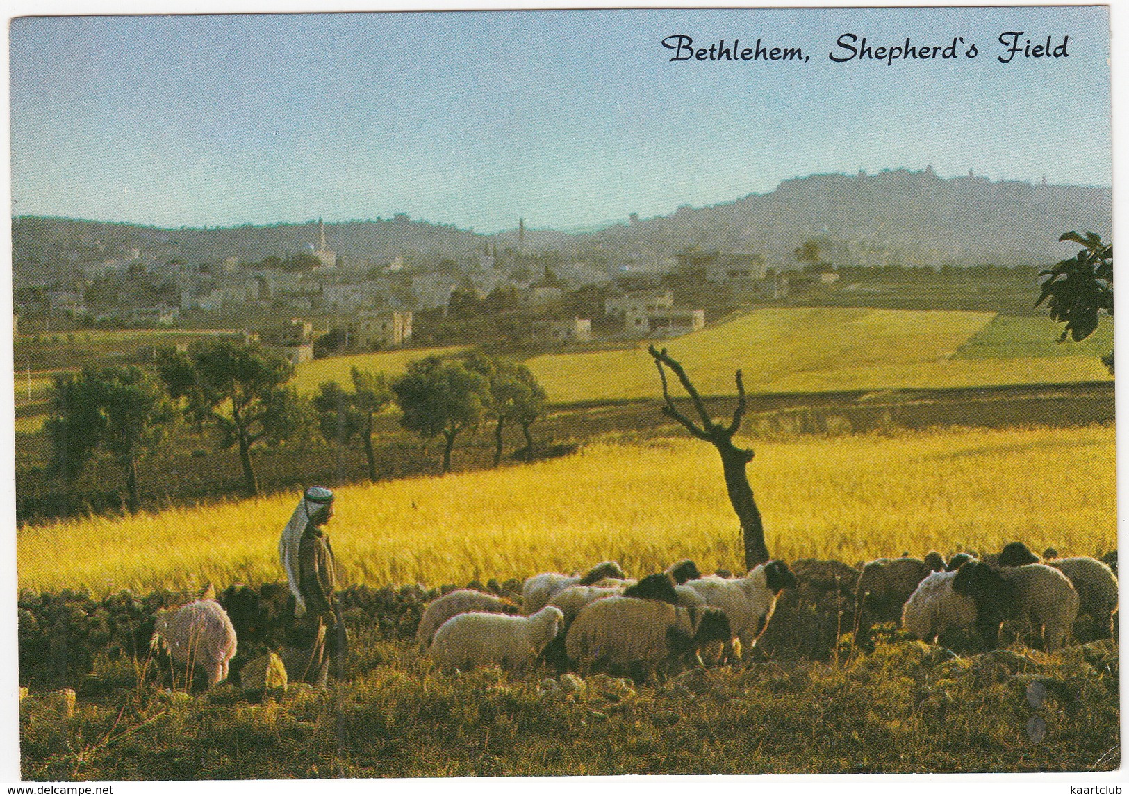 Bethlehem - Shepherd's Field - (Sheep And Spepherd)  - (Israël) - Israël