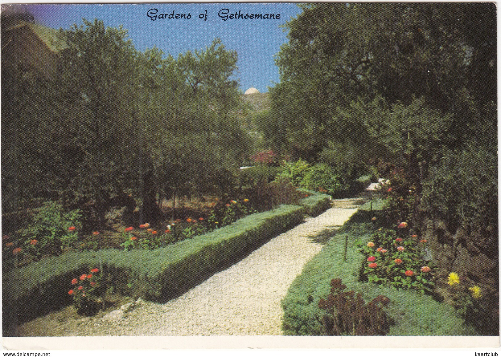 Jerusalem - The Old City - Gardens Of Gethsemane  - (Israël) - Israël