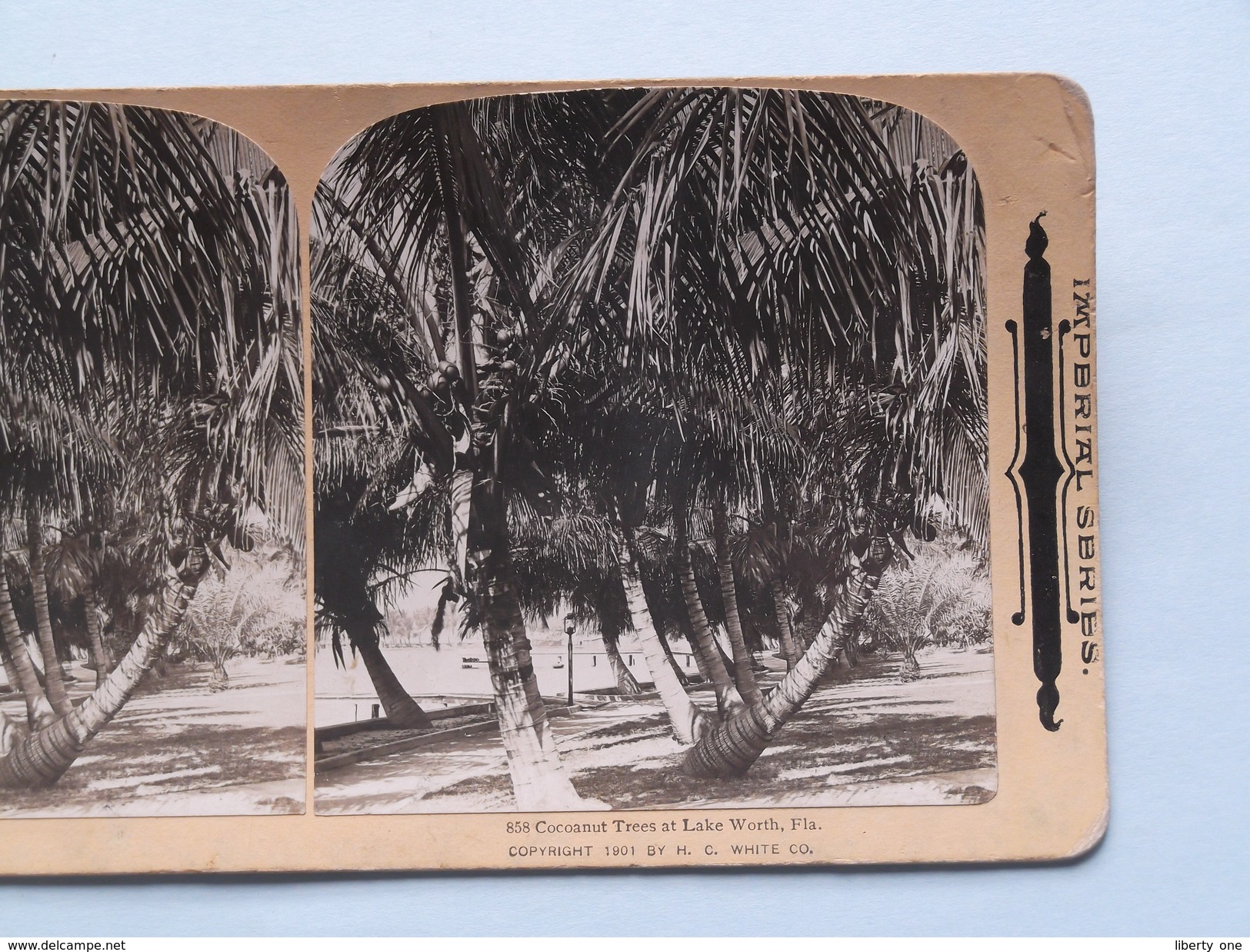 COCOANUT TREES Et Lake Worth Fla ( 858 ) Stereo Photo IMPERIAL SERIES ( Voir Photo Pour Detail ) ! - Photos Stéréoscopiques