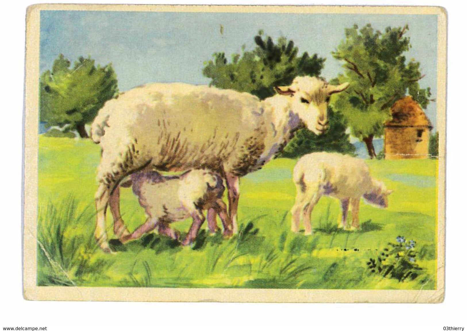 CHROMO IMAGE BON-POINT SERIE EDUCATIVE ANIMAUX DOMESTIQUES LE MOUTON - Autres & Non Classés