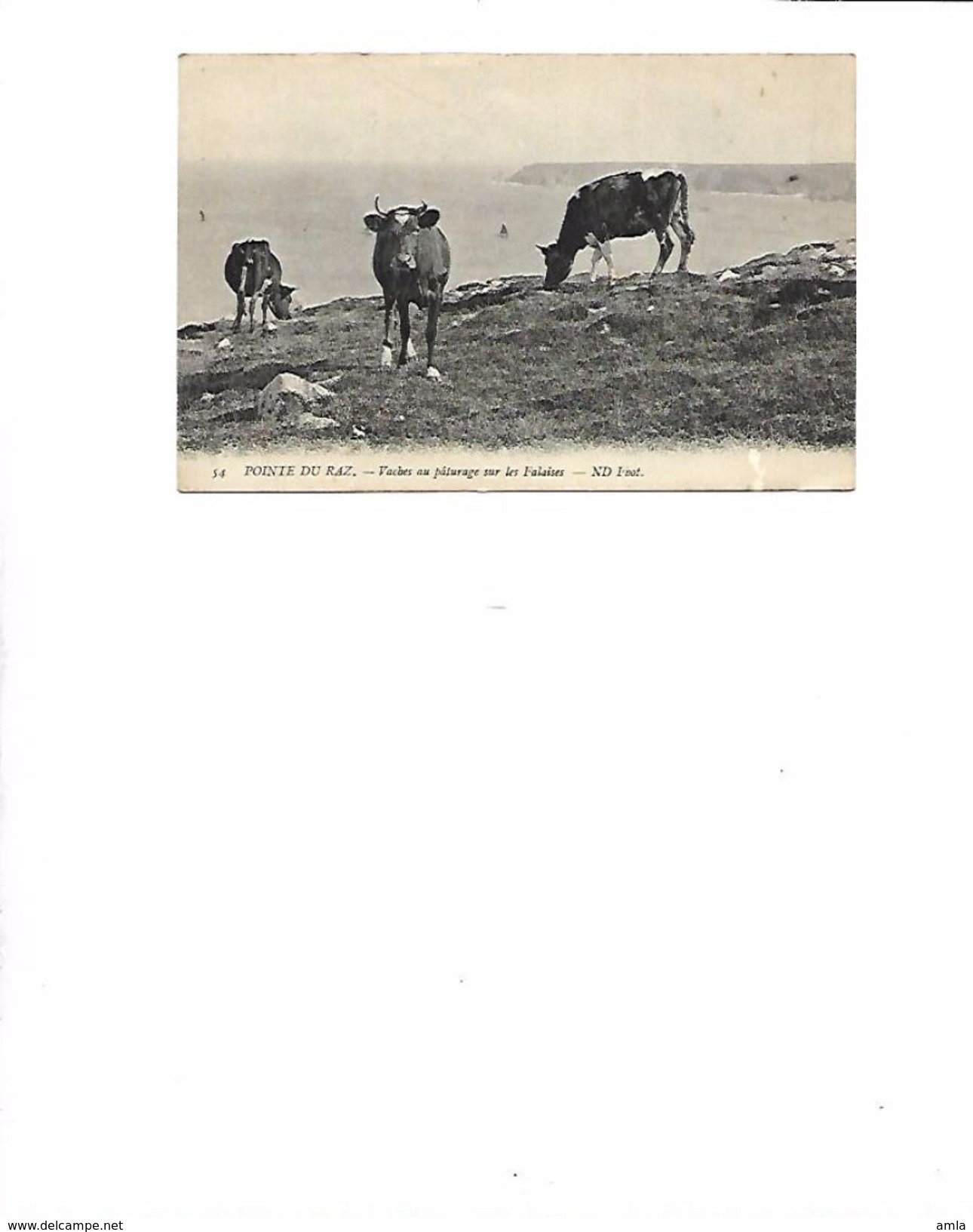 CP DEPT 29 POINTE DU RAZ CAP SIZUN VACHES AU PATURAGE - Sizun