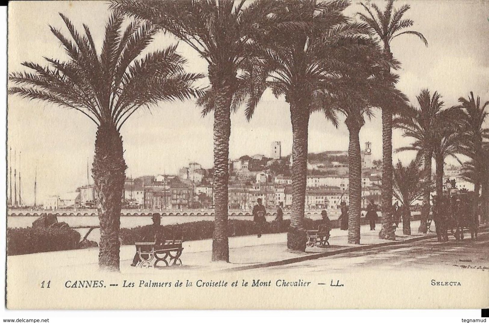 CANNES - Les Palmiers De La Croisette Et Le Mont Chevalier - Cannes