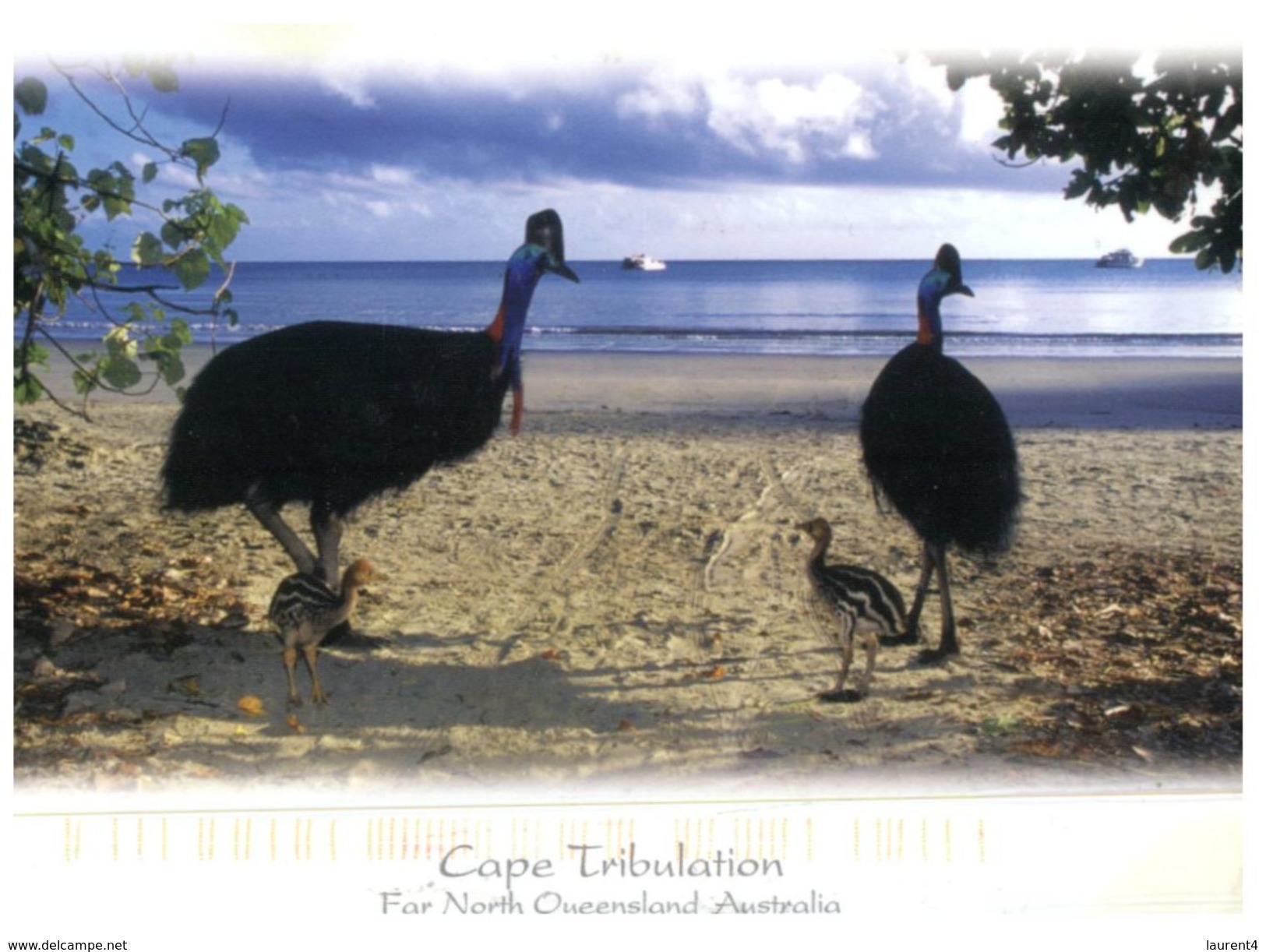 (888) Australia - (with Stamp At Back Of Card) - QLD - Cape Tribulation And Cassowari Birds Family - Far North Queensland