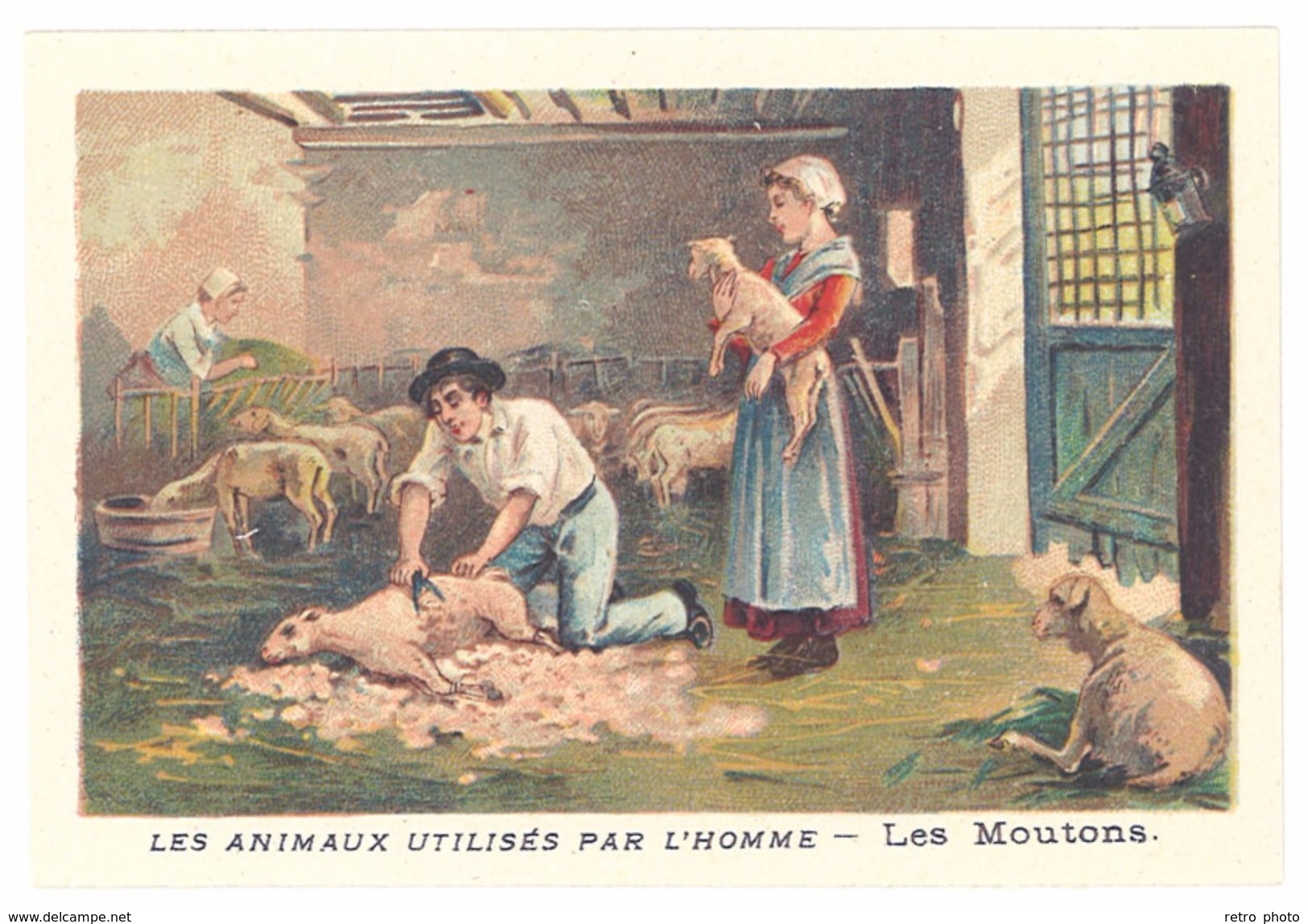 Chromo : Les Animaux Utilisés Par L'homme : Les Moutons ( Laine, Tonte ) - Autres & Non Classés