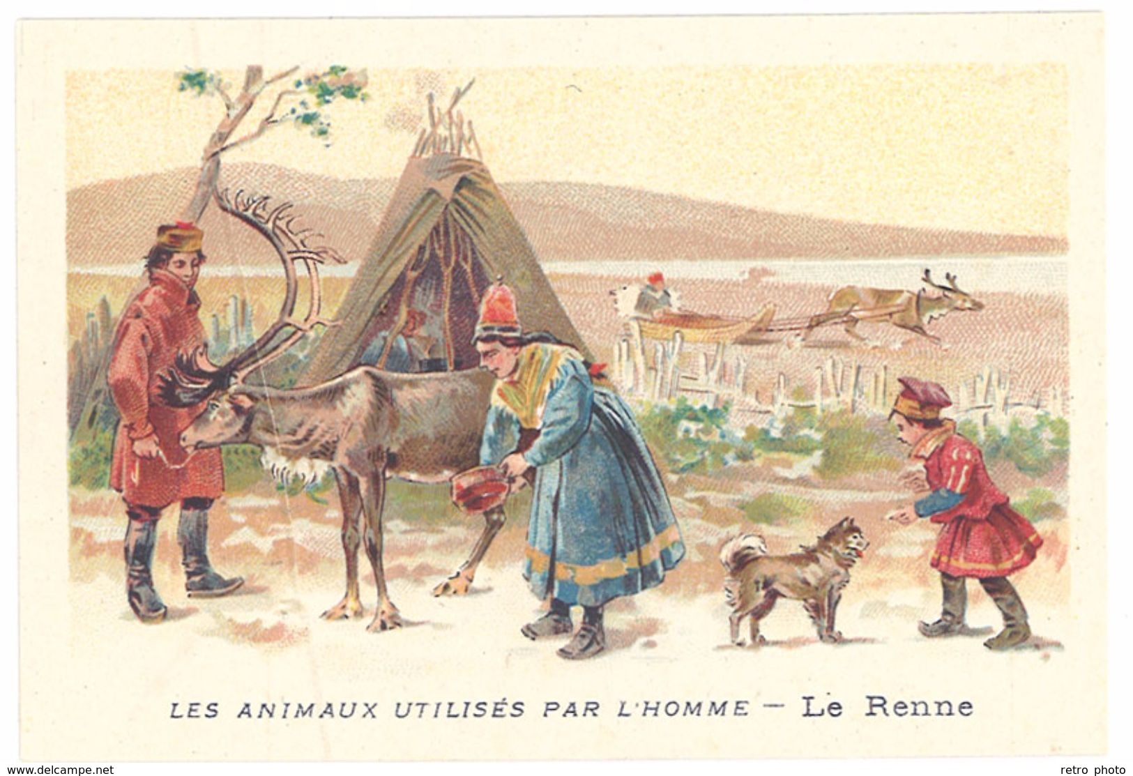 Chromo : Les Animaux Utilisés Par L'homme : Le Renne ( Lapons, Esquimaux ) - Autres & Non Classés