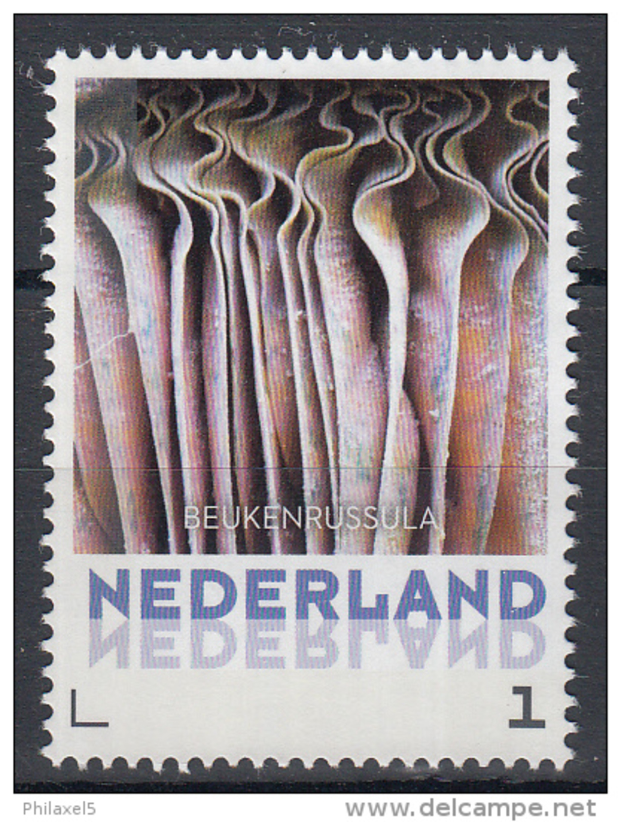 Nederland - 8 September 2015 - Paddestoelen/Pfilzen/Mushrooms - Beukenrussula - MNH - Pilze