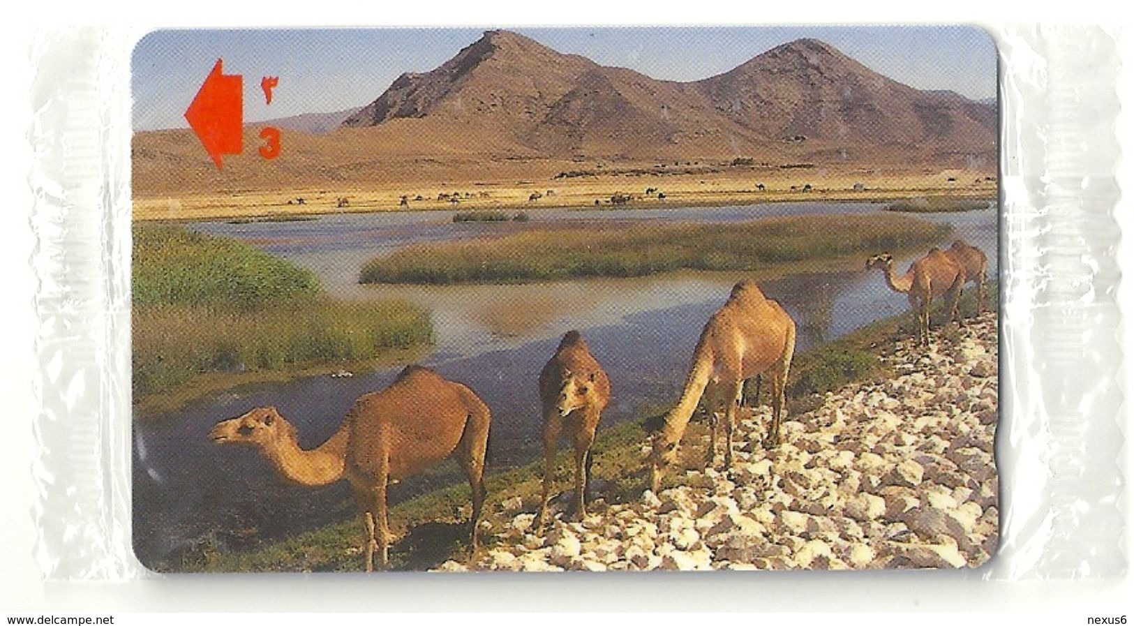 Oman - Al Mughsayl Camels - 52OMNA - 2001, 175.000ex, NSB - Oman