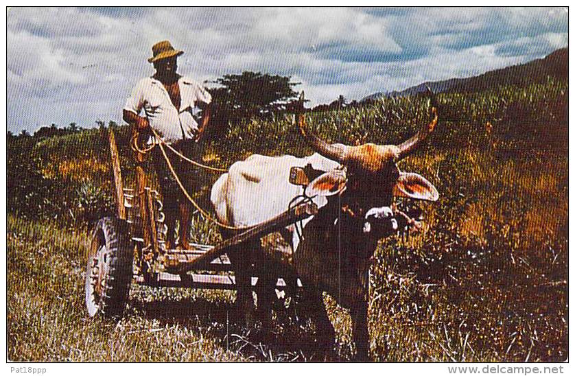 TRINIDAD &amp; TOBAGO : Sugar Estates ( Attelage Boeuf ) Caribbean Caraïbes West Indies Antilles - CPSM PF - Caribe Cara - Trinidad