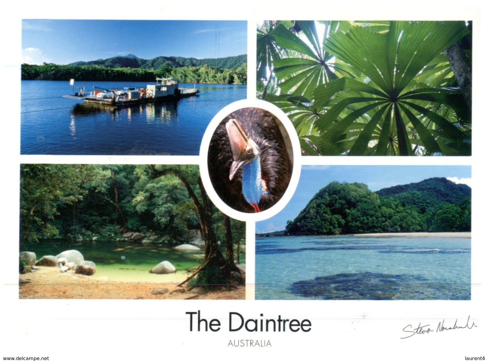 (561) Australia - (with Stamp At Back Of Card) - QLD - Daintree - Far North Queensland