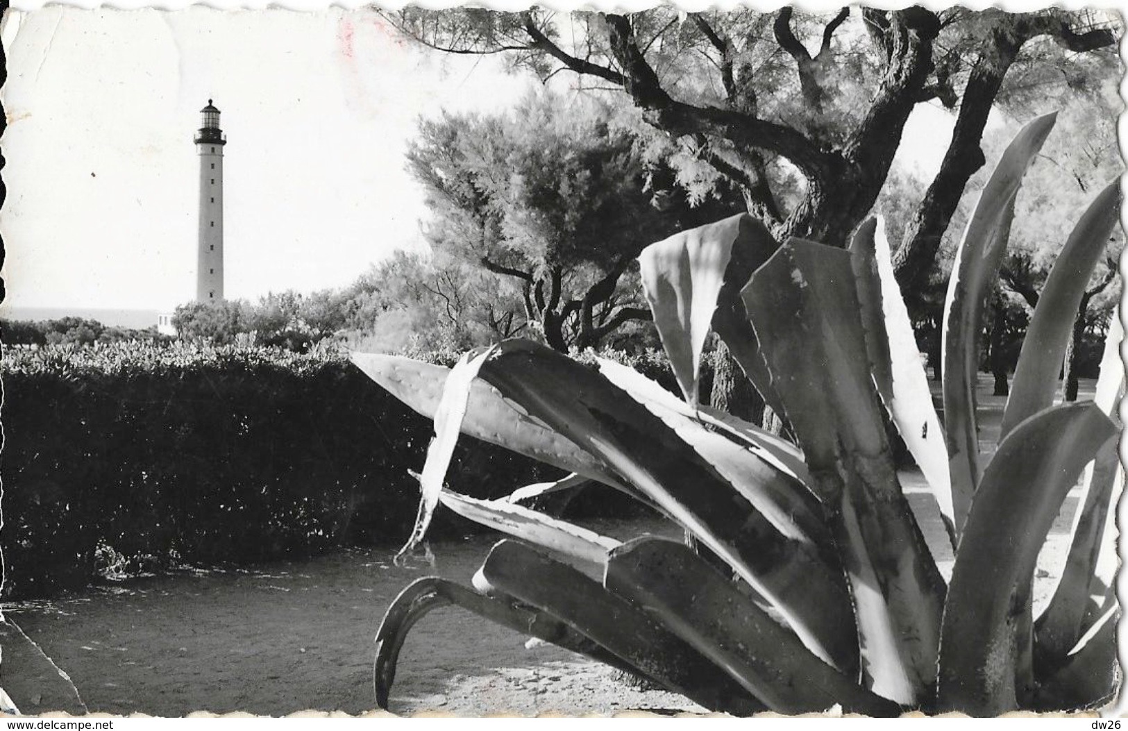 Biarritz, Le Phare Derrière Les Agaves - Edition L. Lavielle - CPSM Dentelée N° 55 - Lighthouses