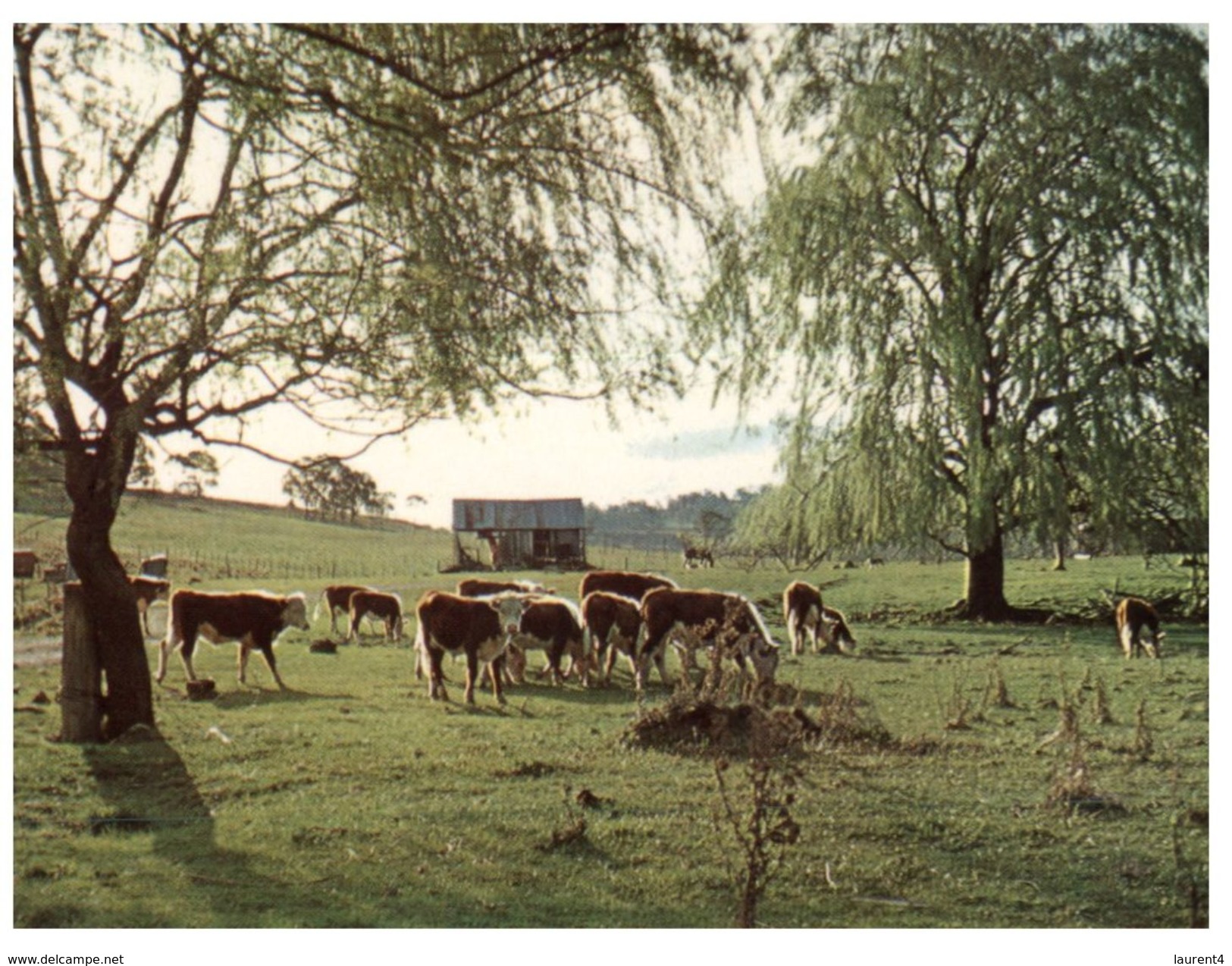 (777) Australia - Cows - Country Scenery - Outback