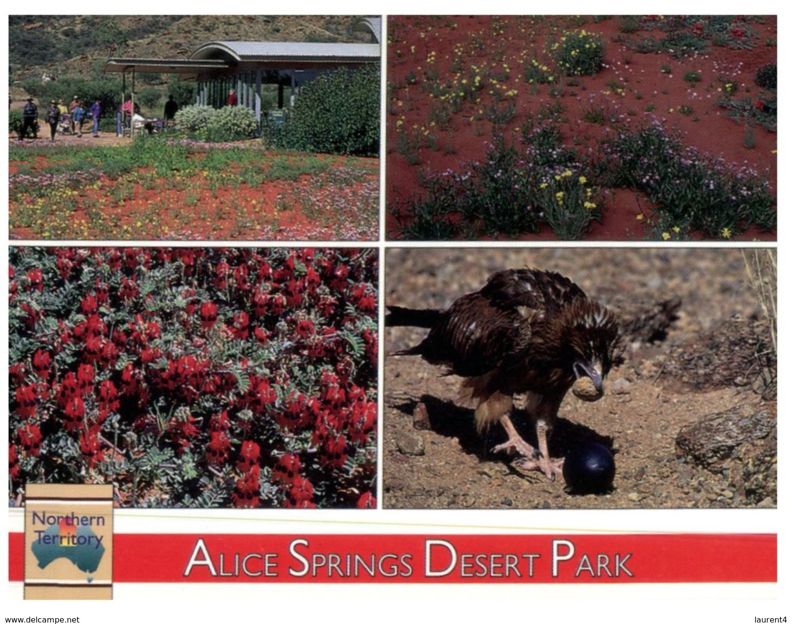 (225) Australia (with Australian Stamps At Bck Of Card) NT - Alice Springs Desert Park (eagle Bird) - Alice Springs