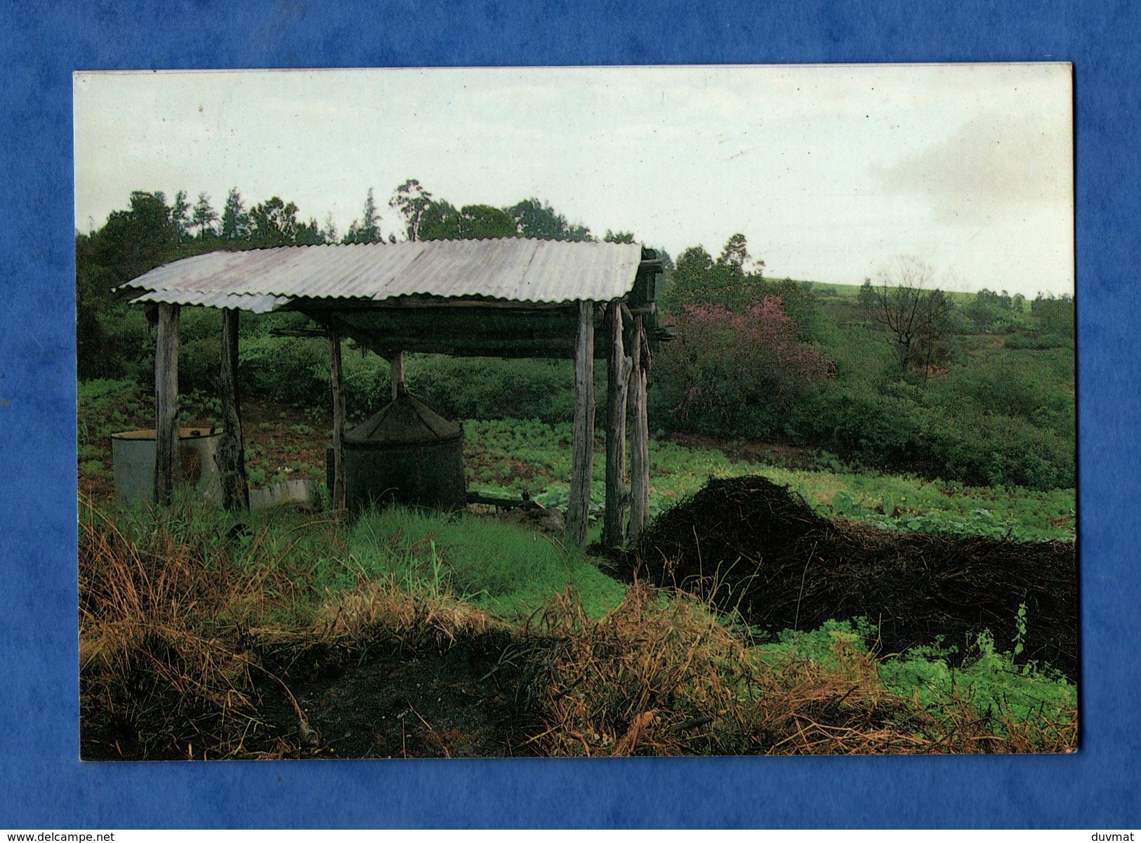 La Reunion Saint Paul  Un Alambic De Geranium  Dans Les Hauts De Saint Paul - Saint Paul