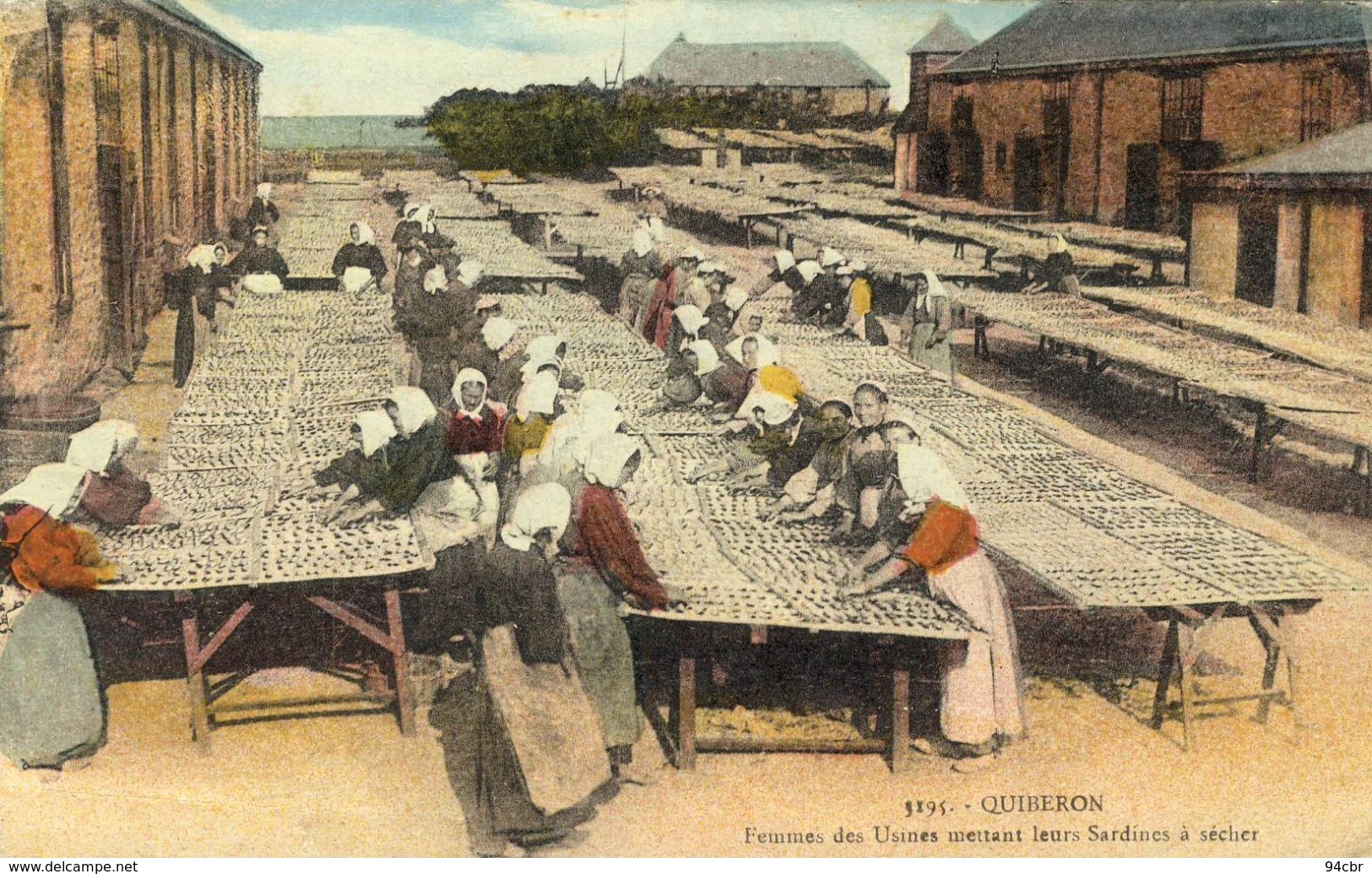 CPA  (56)     QUIBERON     Femme Des Usines Mettant Leurs Sardines A Secher - Quiberon