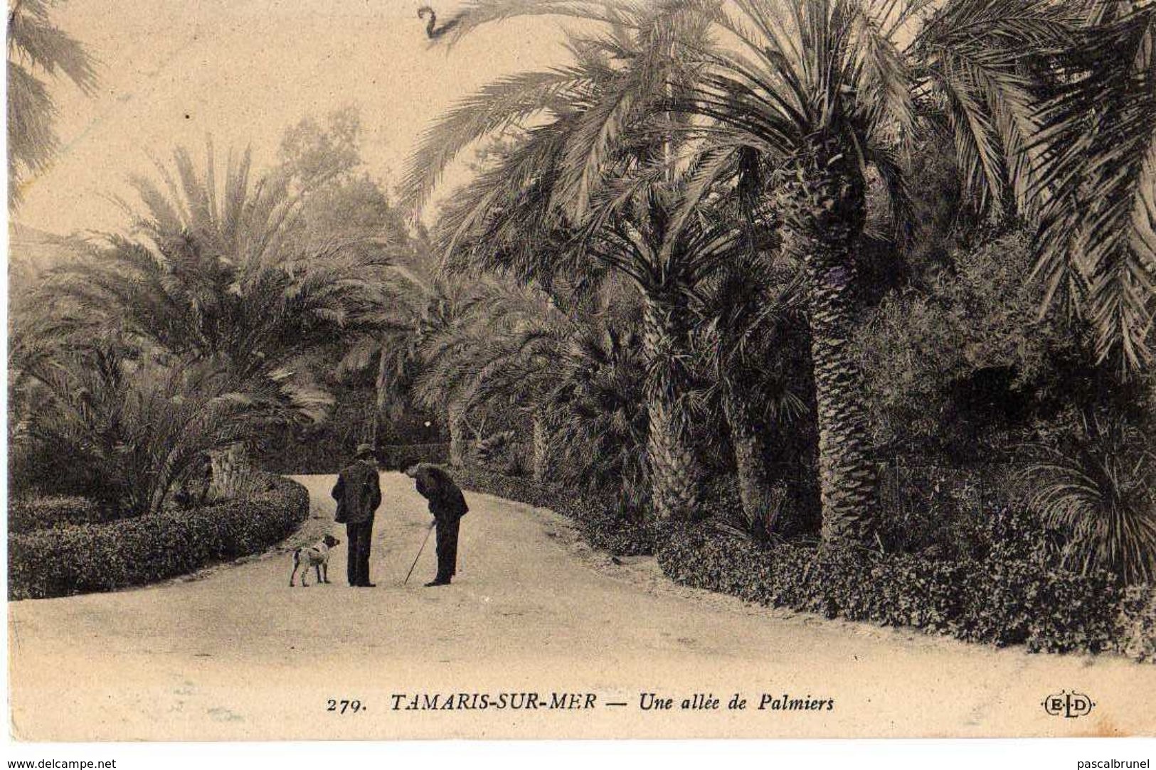 TAMARIS SUR MER - UNE ALLÉE DE PALMIERS - Tamaris