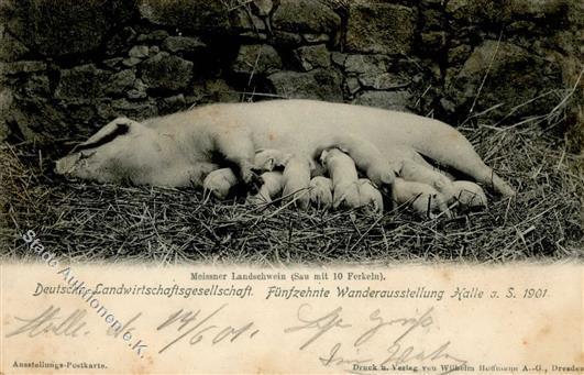 Landwirtschaft Halle (o-4000) 15. Wanderausstellung 1901 Meissner Landschwein Mit Ferkeln Ansichtskarte I-II (fleckig) P - Expositions