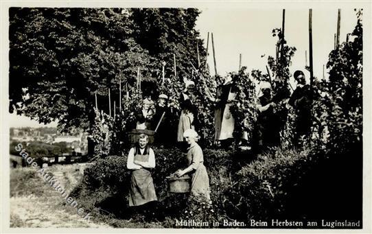 Wein Weinlese Müllheim (7840) Foto-Karte I-II Vigne - Tentoonstellingen