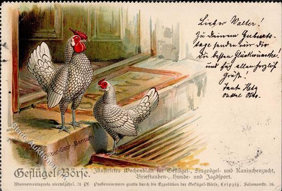 Huhn Silber Sebr. Bantam 1901 I-II - Andere & Zonder Classificatie