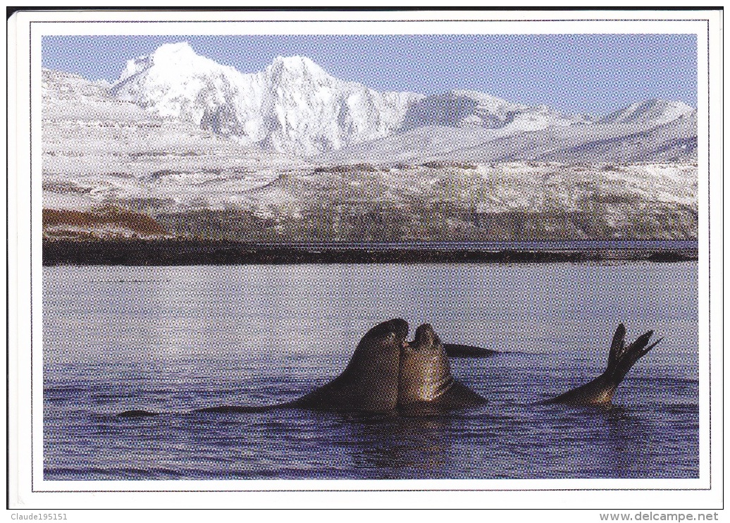 T.A.A.F      ELEPHANTS DE MER A KERGUELEN - TAAF : Terres Australes Antarctiques Françaises