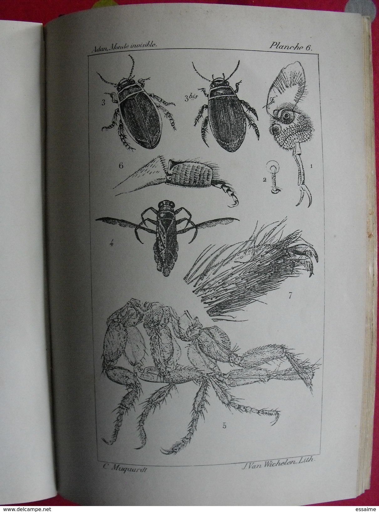 Le monde invisible dévoilé, révélations du microscope par H. Ph. Adan. sd (1880). 24 grandes planches