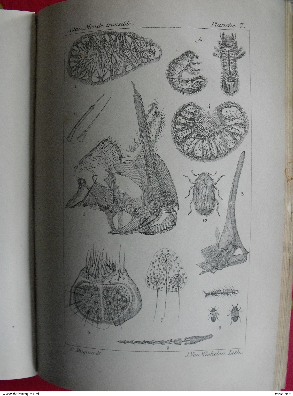 Le monde invisible dévoilé, révélations du microscope par H. Ph. Adan. sd (1880). 24 grandes planches