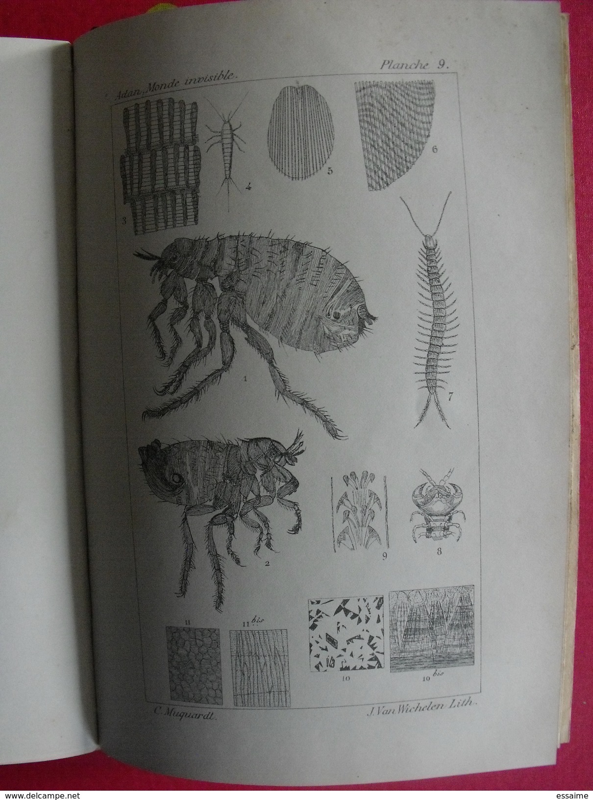 Le monde invisible dévoilé, révélations du microscope par H. Ph. Adan. sd (1880). 24 grandes planches