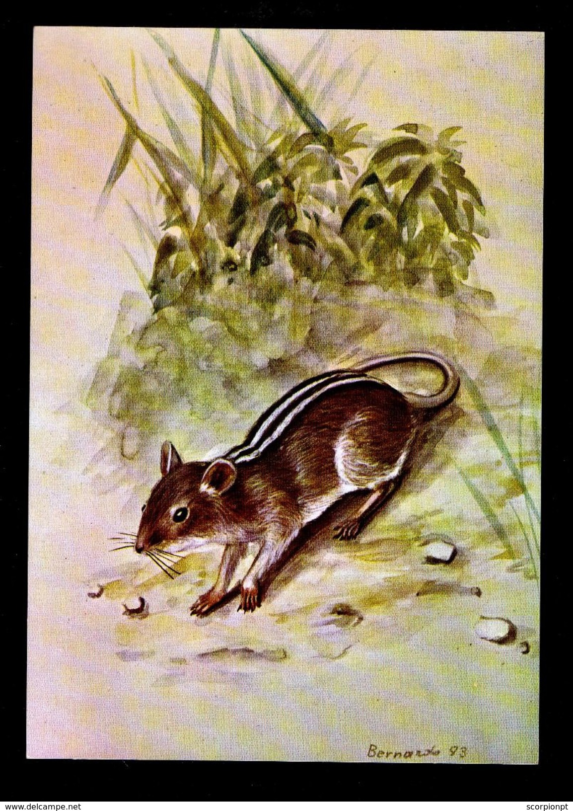 Rodents Rhabdomys Pumilio, Sparrman 1784 "Alcelaphus Lichstensteini" Mozambique Water-ink Peinture B.Moosmann Faune 4867 - Rodents