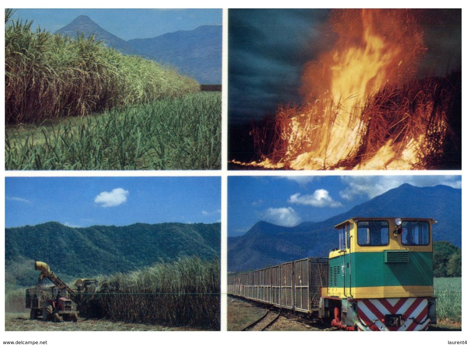 (555) Australia - (pre-paid Stamp Postcard With Special Postmark At Back) - QLD - Sugar Cane Farming With Train - Cultures