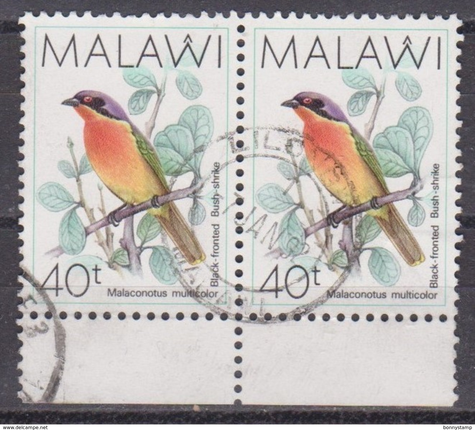 Malawi, 1988 - 40t Black-fronted Bush Shrike, Coppia - Nr.527 Usato° - Moineaux