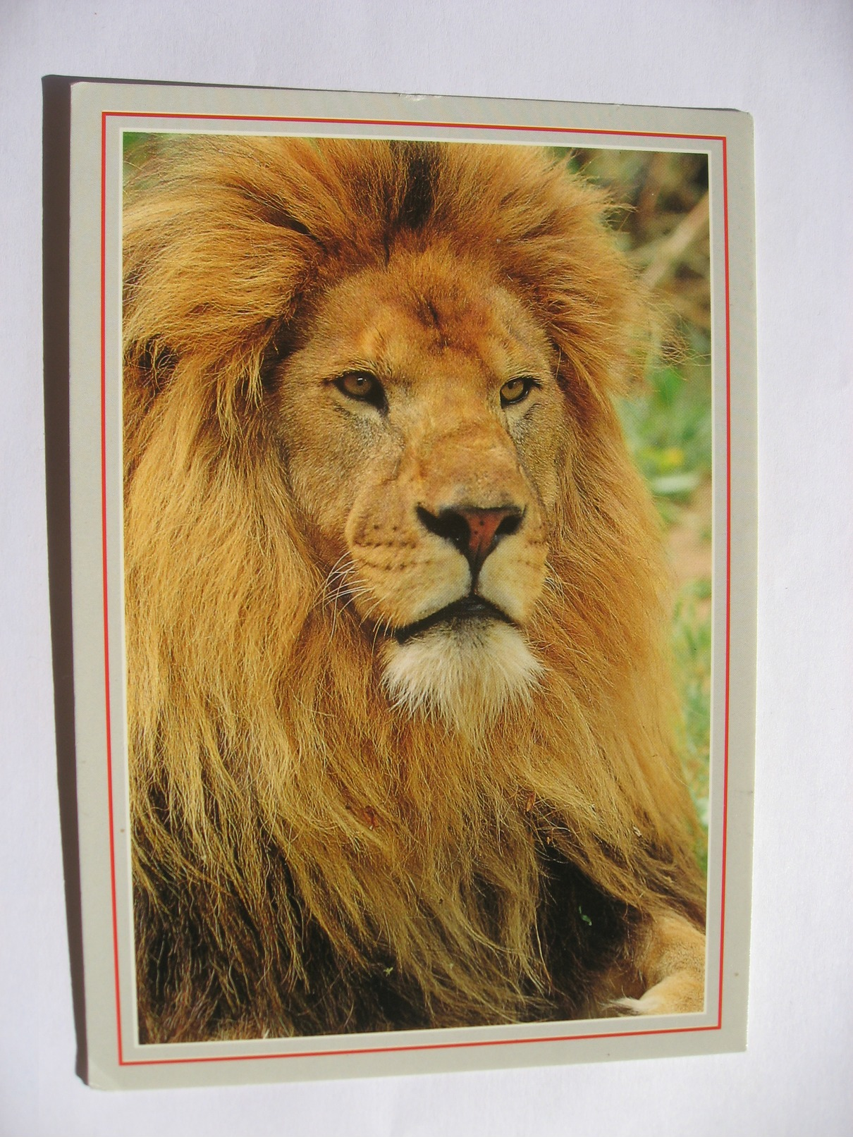 Zoo De Doue Et Jardin Zoologique Des Sables D'olonne  Le Lion   N°1694/92 - Lions