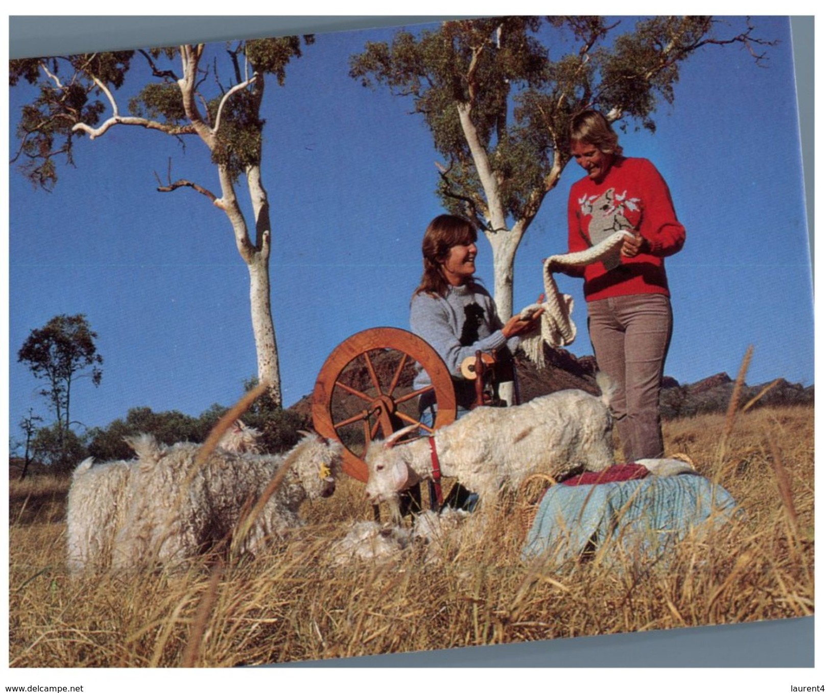 (300) Australia - NT - Mohair Sheep Farm Near Alice Springs - Alice Springs