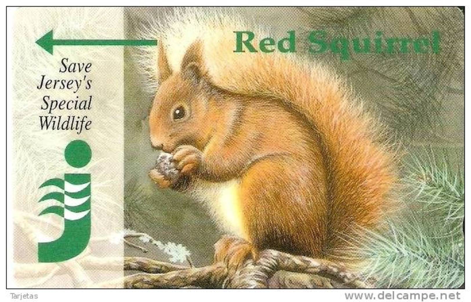 JER-65 TARJETA DE JERSEY DE RED SQUIRREL (24JERA)  ARDILLA - [ 7] Jersey Y Guernsey