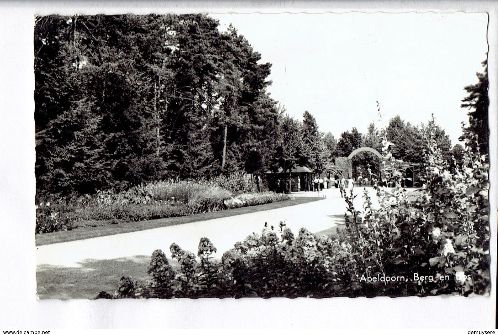 43615 - APELDOORN BERG EN BOS - Apeldoorn