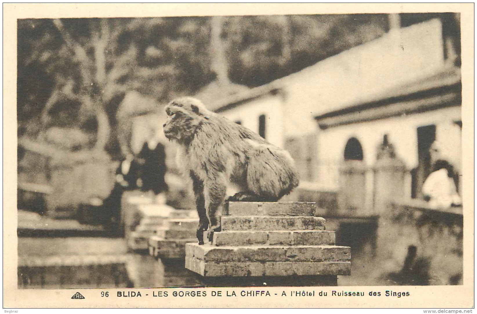 SINGE   GORGES DE LA CHIFFA   BLIDA - Apen