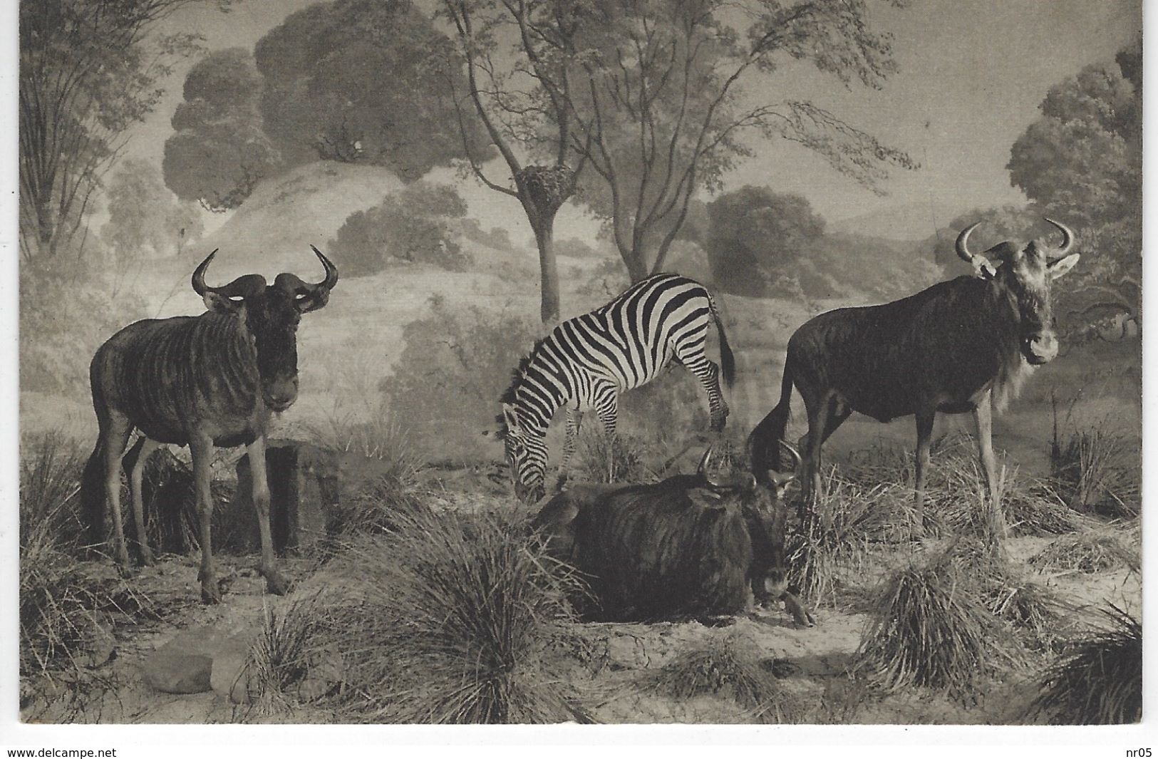 CPA ANIMAUX - Diorama De L'Afrique Orientale - ZEBRE Et GNOUS - Zebras