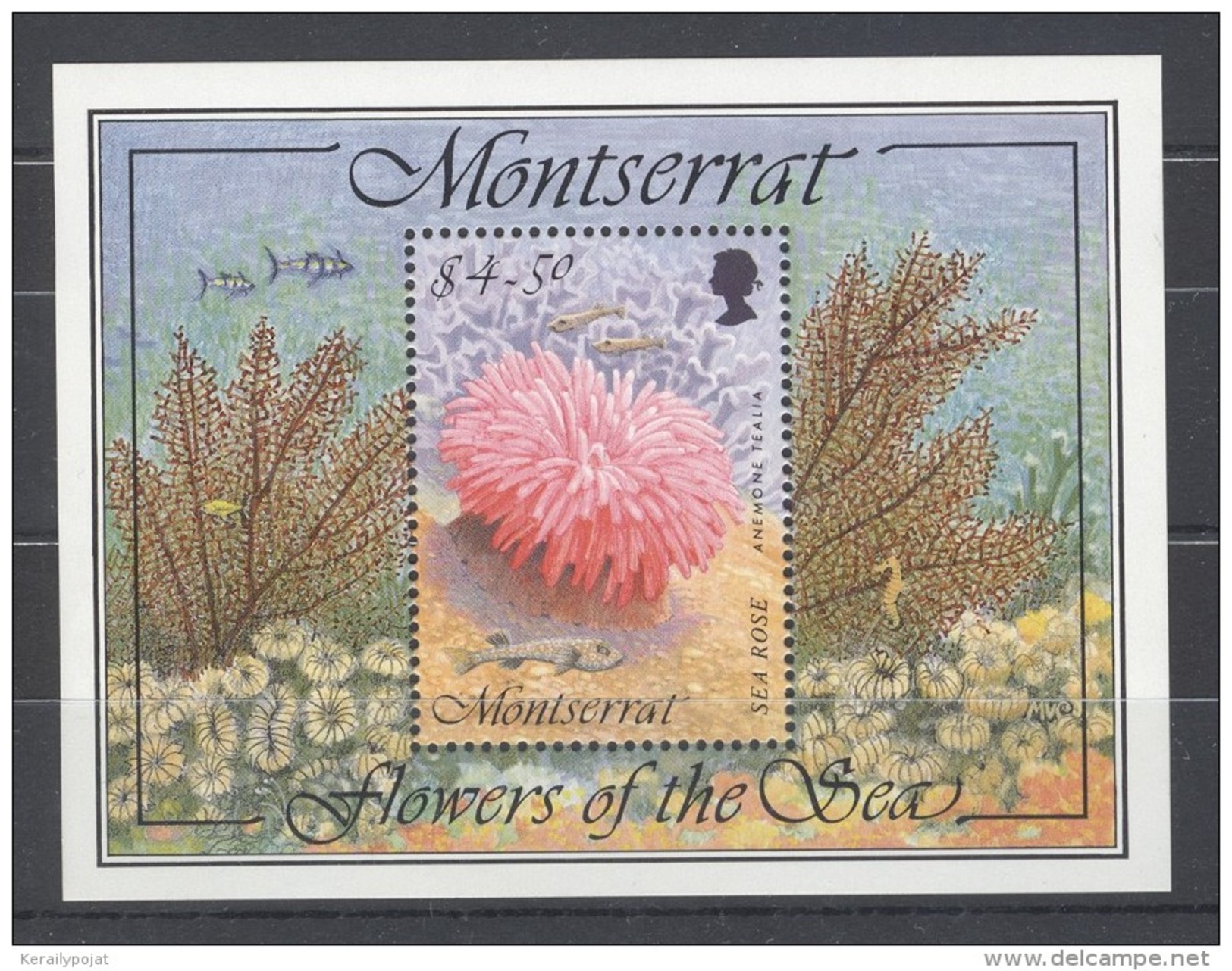 Montserrat - 1995 Marine Animals Block MNH__(TH-9448) - Montserrat