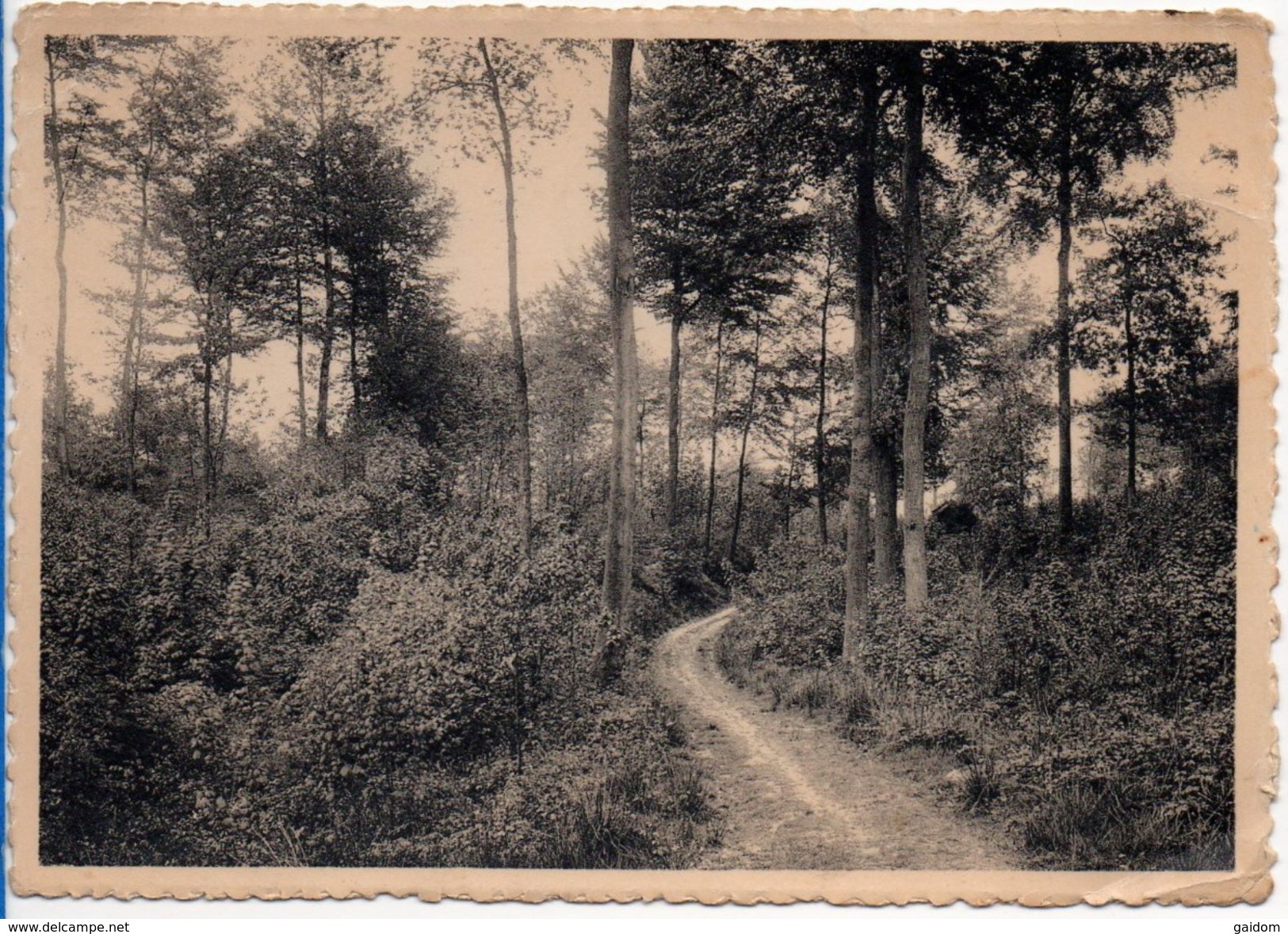 MONT DE L'ENCLUS - Orroir - Chemin Sous Bois - Mont-de-l'Enclus